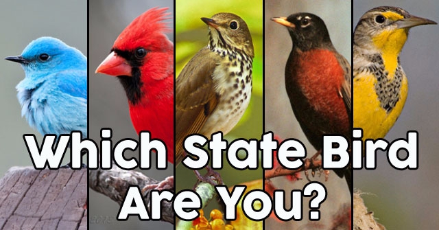 Which State Bird Are You?
