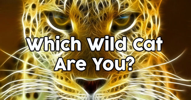 Which Wild Cat Are You?