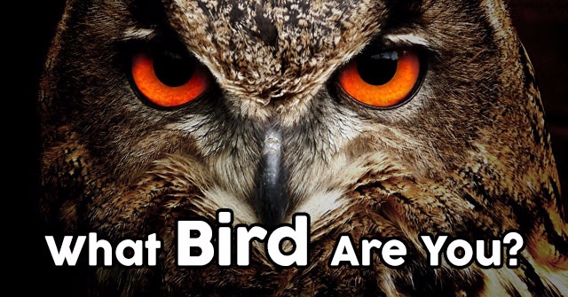 What Bird Are You?