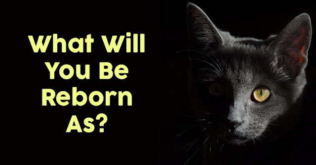 What Will You Be Reborn As?