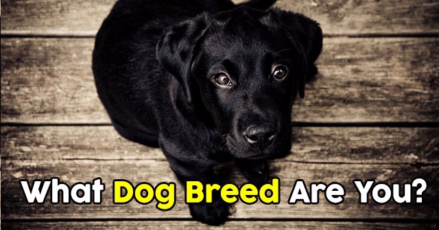 What Dog Breed Are You?