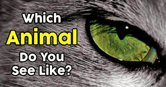 Which Animal Do You See Like?