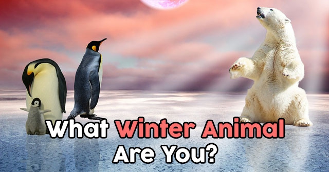 What Winter Animal Are You?