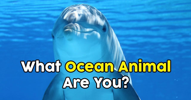What Ocean Animal Are You?