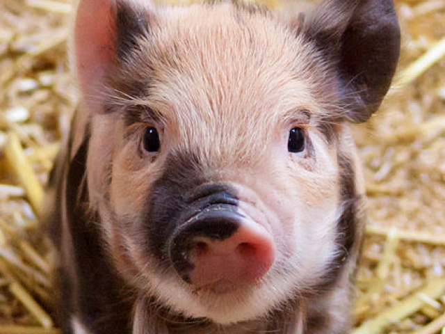 What's your favorite baby farm animal?