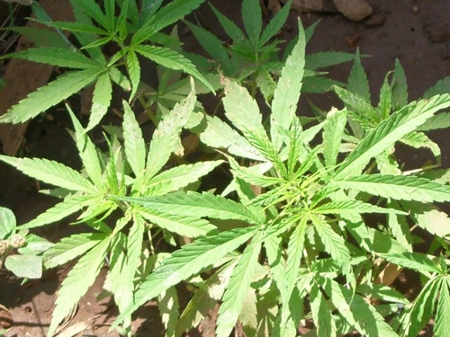 Do you think marijuana should be legalized on a national level?