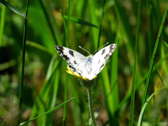 Are you a social butterfly or a wallflower?