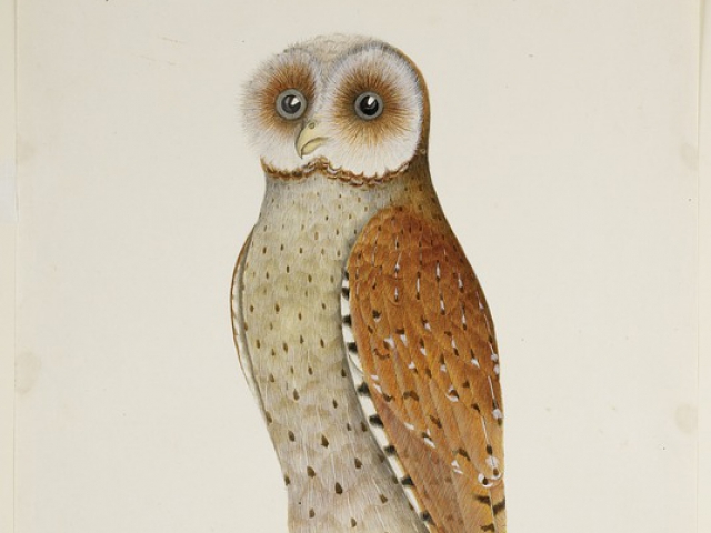 This image of an owl is meant to be.