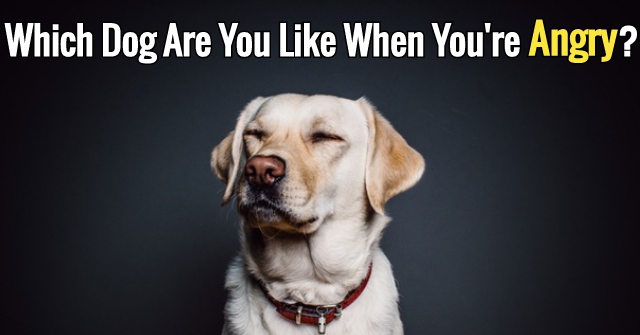 Which Dog Are You Like When You’re Angry?