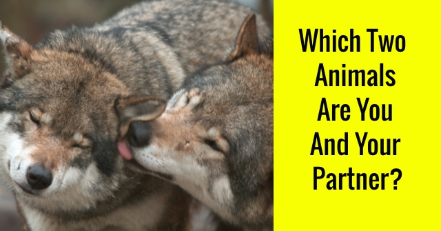 Which Two Animals Are You And Your Partner?
