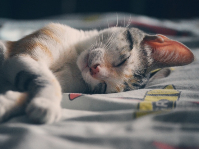 Are you prone to indulging in a nice cat nap everyday?