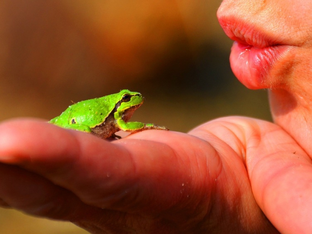 Have you kissed any frogs in your past?