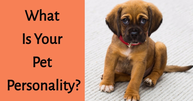 What Is your Pet Personality?