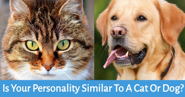 Is Your Personality Similar To A Cat Or Dog?
