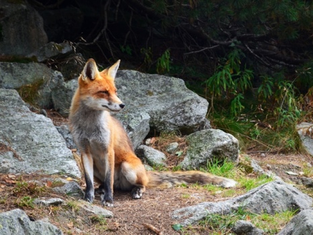 What's the scientific name for a fox?