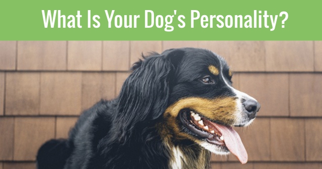 What Is Your Dog’s Personality?