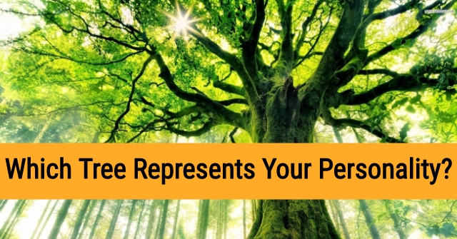 Which Tree Represents Your Personality?