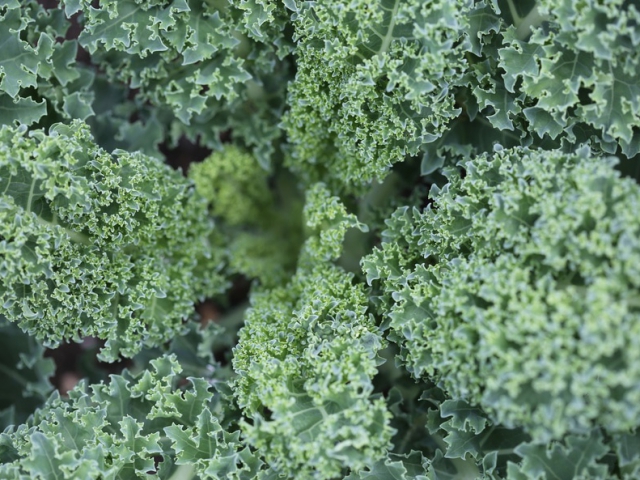 How many times have you had kale this week?