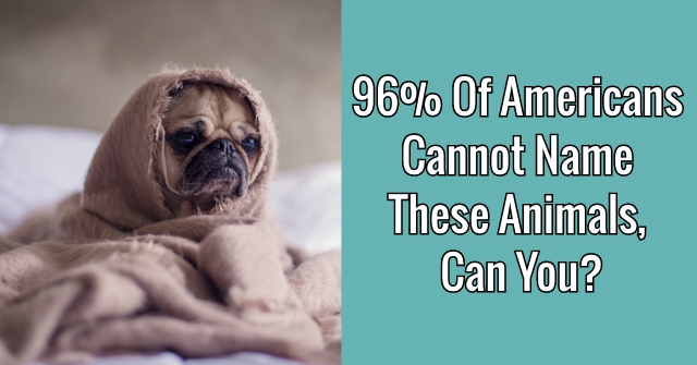 96% Of Americans Cannot Name These Animals, Can You?