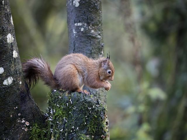 What wildlife would you be comfortable with walking through your yard?