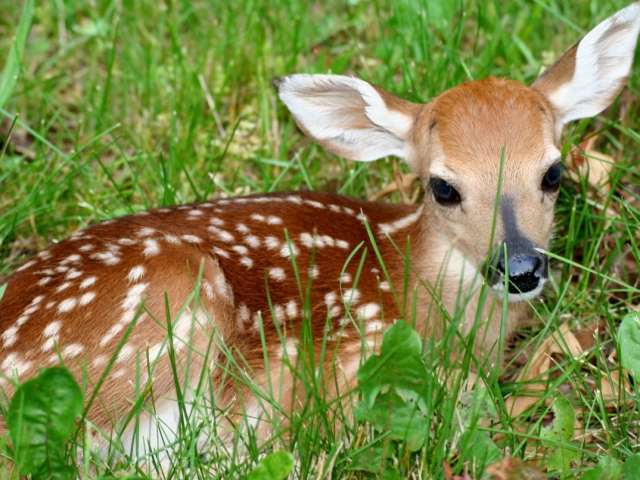 What type of animal is Bambi?