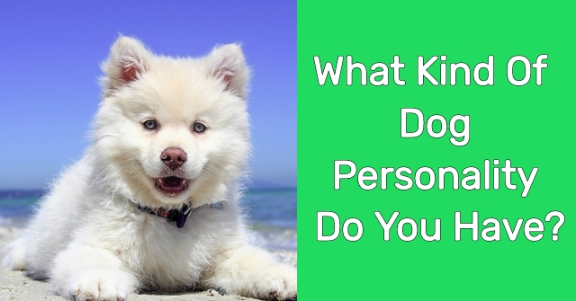 What Kind Of Dog Personality Do You Have?