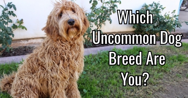 Which Uncommon Dog Breed Are You?